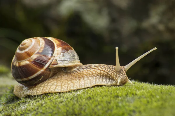 Land Snail Achatina Fulica — Stock Photo, Image