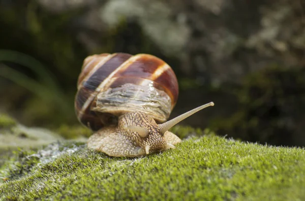 Pozemky Šnek Oblovka Fulica — Stock fotografie