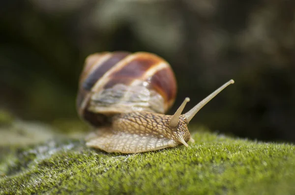 Caracol Terrestre Achatina Fulica — Fotografia de Stock