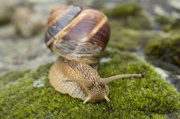 Land snail - Achatina fulica.