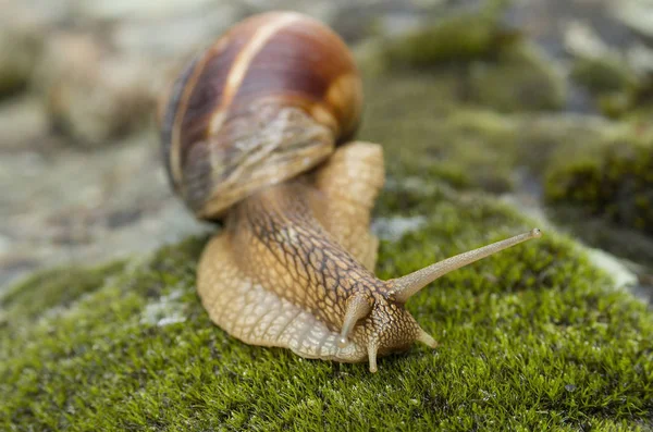Kara salyangoz - Achatina fulica.