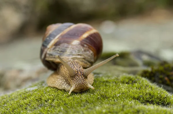 Caracol Terrestre Achatina Fulica — Fotografia de Stock