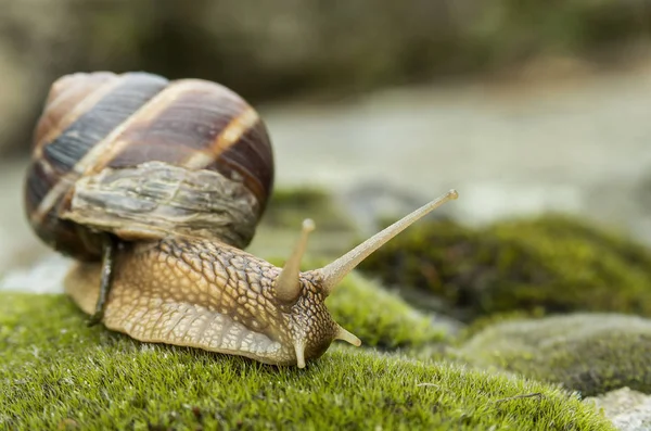 Land Snail Achatina Fulica — Stock Photo, Image