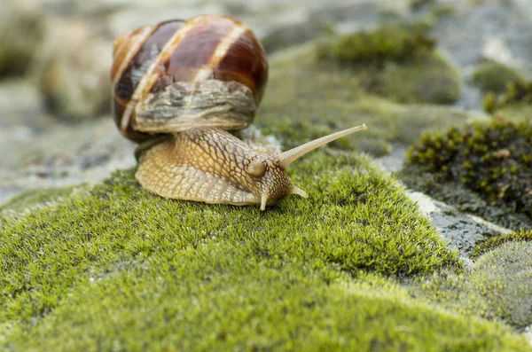 Land Snail Achatina Fulica — Stock Photo, Image