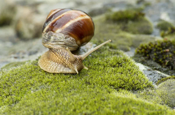 Land Snail Achatina Fulica — Stock Photo, Image