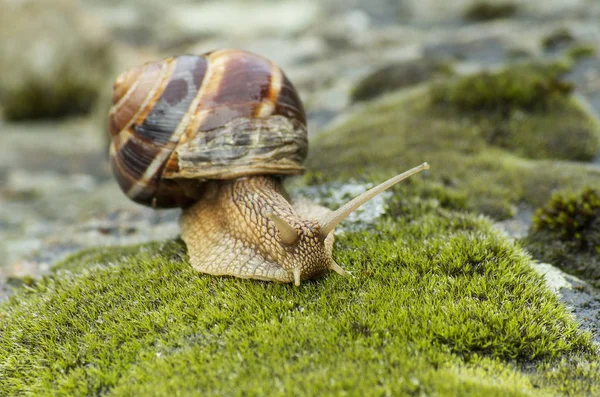 Land Snail Achatina Fulica — Stock Photo, Image