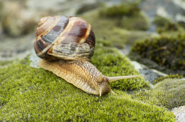 Land Snail Achatina Fulica — Stock Photo, Image