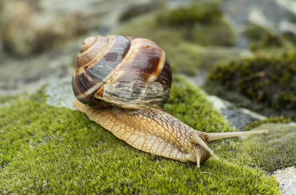 Χερσαίου Σαλιγκαριού Achatina Fulica — Φωτογραφία Αρχείου