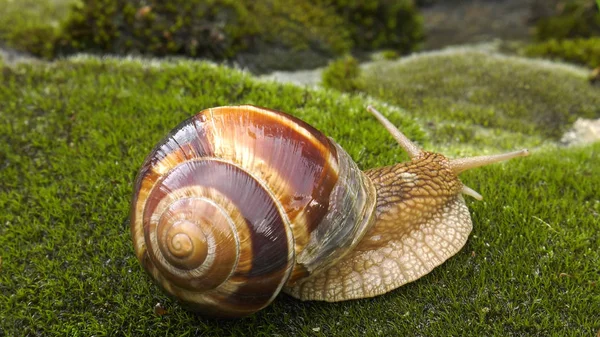 Χερσαίου Σαλιγκαριού Achatina Fulica — Φωτογραφία Αρχείου