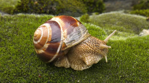 Χερσαίου Σαλιγκαριού Achatina Fulica — Φωτογραφία Αρχείου