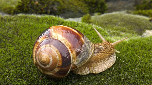 Land snail - Achatina fulica.