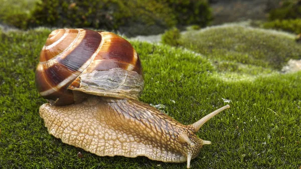 Land Slak Achatina Fulica — Stockfoto