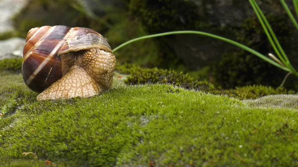 달팽이 Achatina Fulica — 스톡 사진