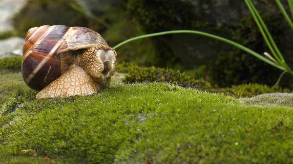 Pozemky Šnek Oblovka Fulica — Stock fotografie