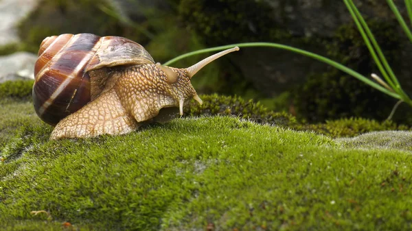 Caracol Terrestre Achatina Fulica — Fotografia de Stock