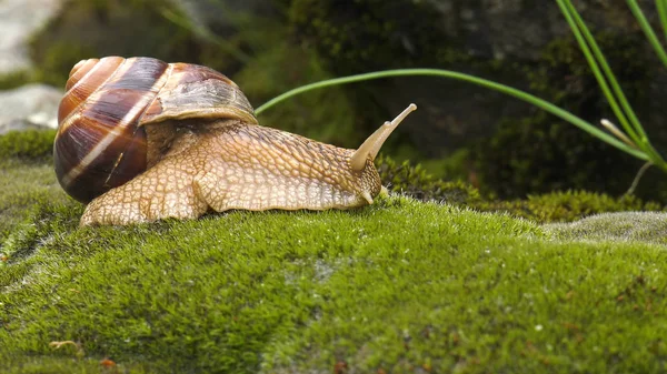 Caracol Terrestre Achatina Fulica — Fotografia de Stock