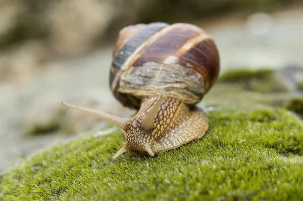 Kara Salyangoz Achatina Fulica Stok Fotoğraf