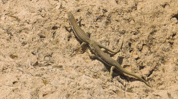 Evlilik oyunları kertenkele Eremias velox. Hazar kıyılarında Kazakistan.