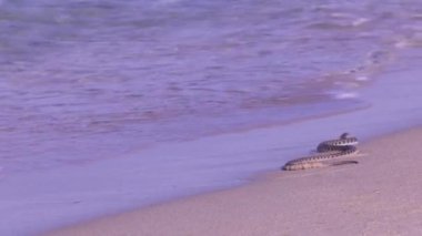 Hazar Denizi'nin kıyısında zar yılan.