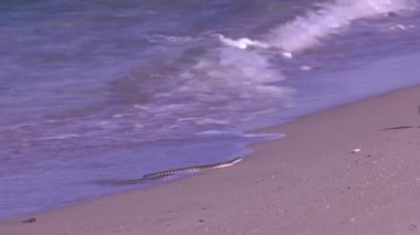 Hazar Denizi'nin kıyısında zar yılan.