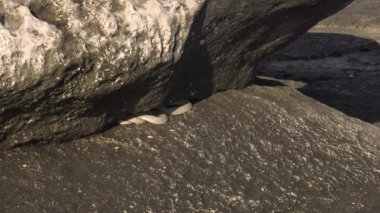 Hazar Denizi'nin kıyısında zar yılan.