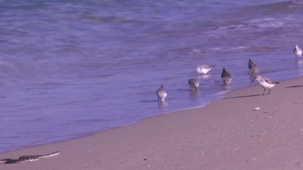 Hazar Denizi Nin Kıyısında Zar Yılan — Stok video