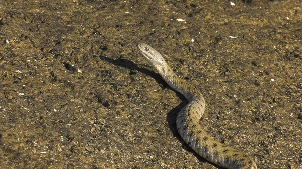 Serpent Dés Sur Côte Mer Caspienne — Photo