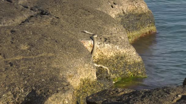 Würfelnatter Der Küste Des Kaspischen Meeres — Stockvideo