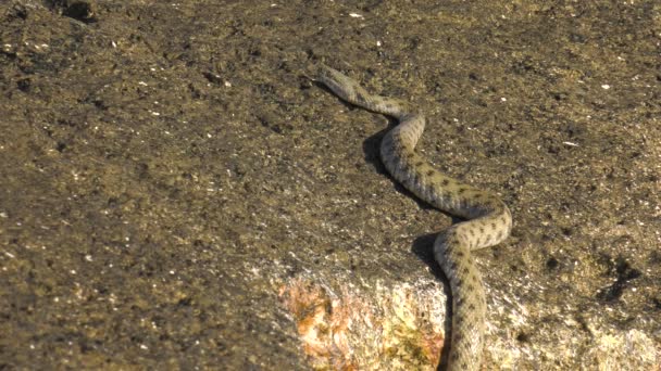 カスピ海の海岸にサイコロ蛇 — ストック動画