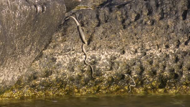 Serpiente Dados Costa Del Mar Caspio — Vídeos de Stock