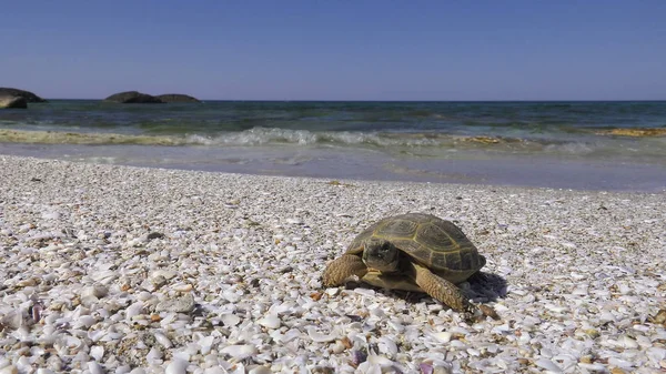 Zentralasiatische Schildkröte Der Kaspischen Meeresküste — Stockfoto