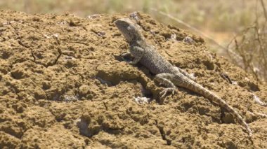 Bozkır Agama ortamlarında. Mangışlak Yarımadası.