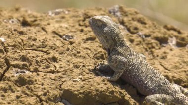 Bozkır Agama ortamlarında. Mangışlak Yarımadası.