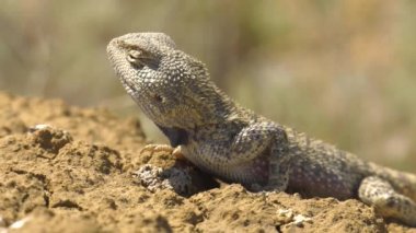 Bozkır Agama ortamlarında. Mangışlak Yarımadası.