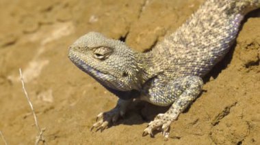 Bozkır Agama ortamlarında. Mangışlak Yarımadası.