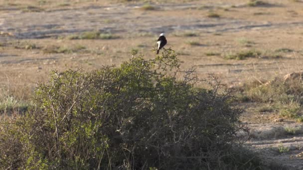 Mâle Épi Sur Arbuste — Video