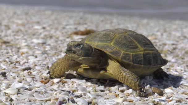 Zentralasiatische Schildkröte Der Kaspischen Meeresküste — Stockvideo