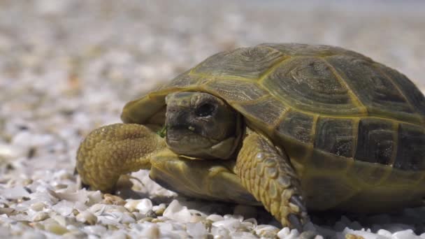 Central Asian Tortoise Caspian Seacoast — Stock Video