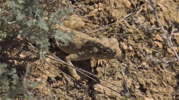 Steppe Agama Hábitat Península Mangyshlak — Vídeos de Stock