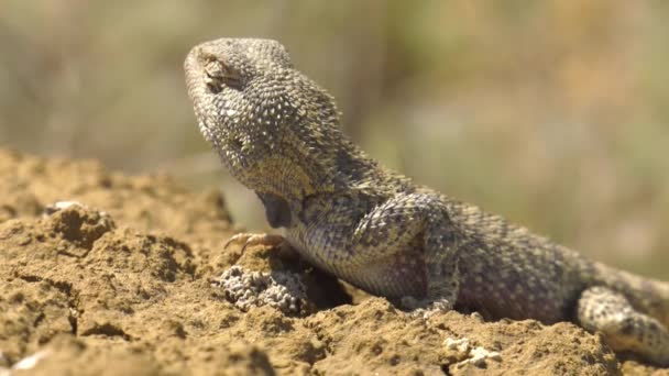 Steppe Agama Habitat Mangyshlak Peninsula — Stock Video