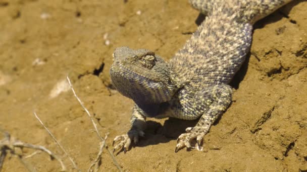 Steppe Agama Habitat Penisola Mangyshlak — Video Stock