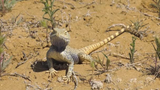 Steppe Agama Habitat Península Mangyshlak — Vídeo de Stock