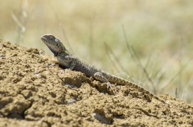 Bozkır Agama ortamlarında. Mangışlak Yarımadası.