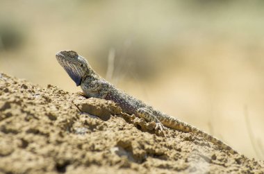 Bozkır Agama ortamlarında. Mangışlak Yarımadası.