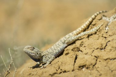 Bozkır Agama ortamlarında. Mangışlak Yarımadası.