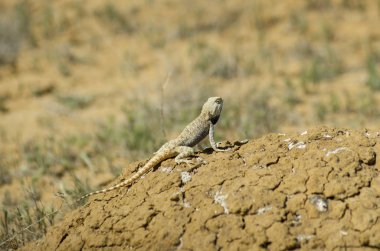 Bozkır Agama ortamlarında. Mangışlak Yarımadası.