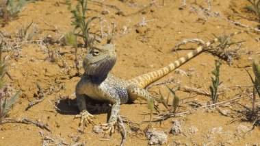 Bozkır Agama ortamlarında. Mangışlak Yarımadası.