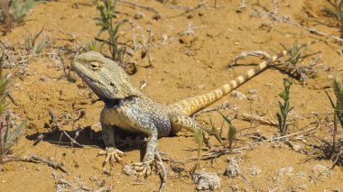 Bozkır Agama ortamlarında. Mangışlak Yarımadası.
