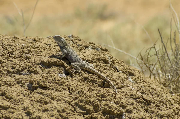 Agama Stepní Prostředí Mangyshlak Poloostrov — Stock fotografie