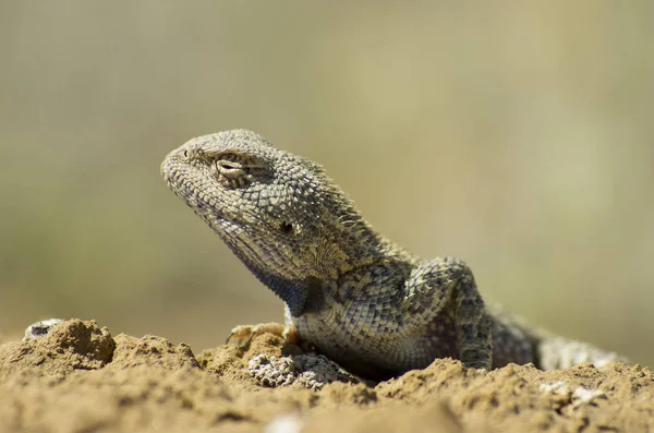 Agama Stepní Prostředí Mangyshlak Poloostrov — Stock fotografie